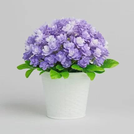 Plante décorative