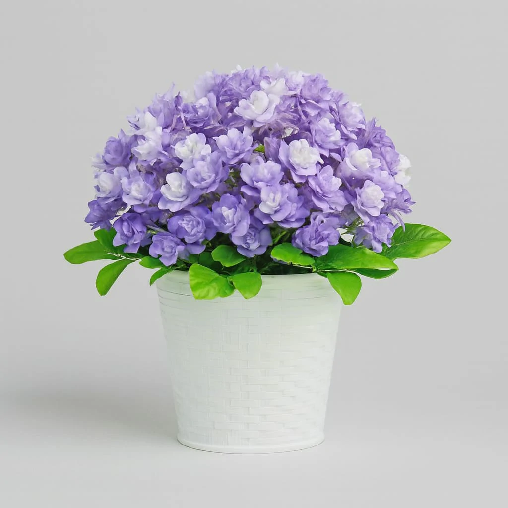 Plante décorative