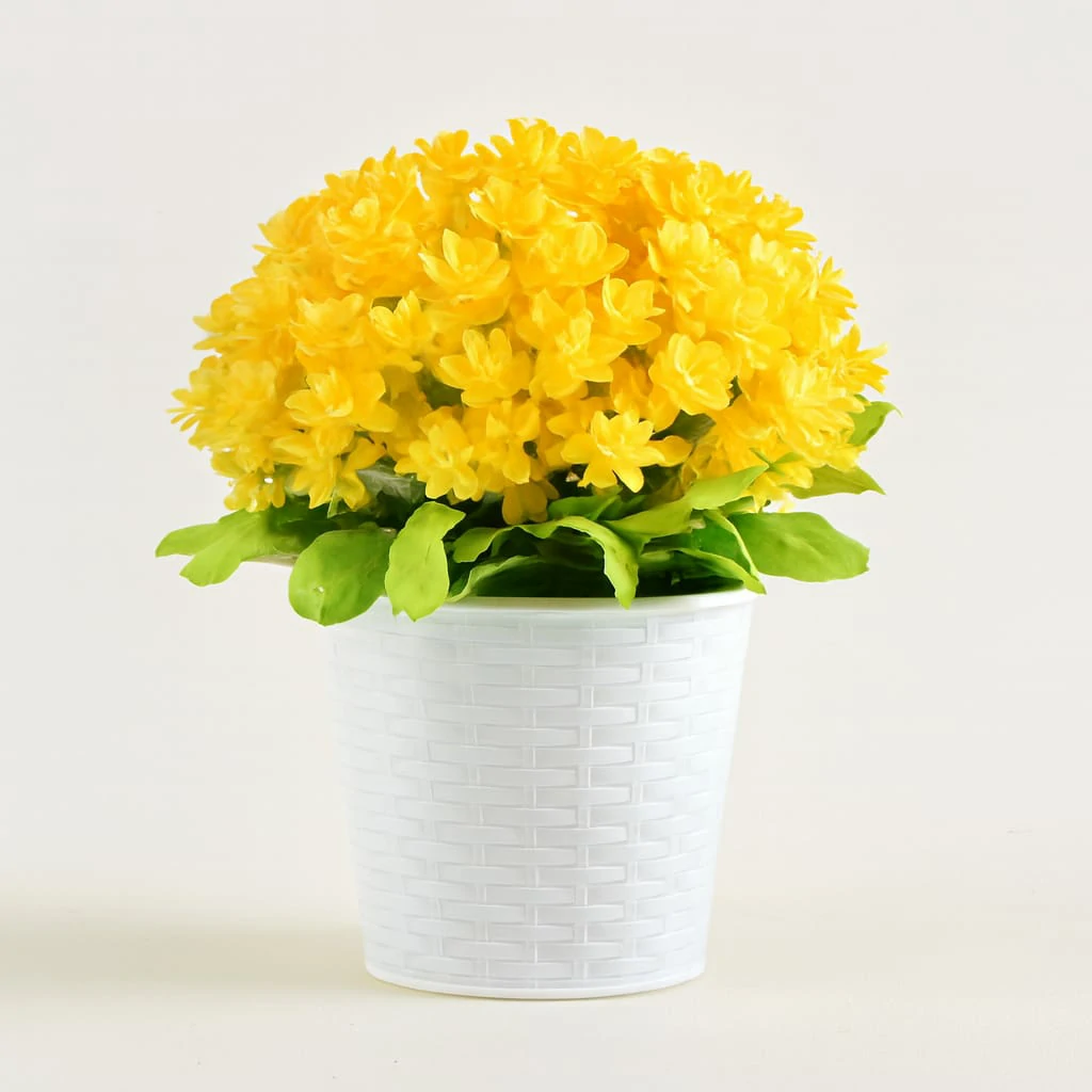 Plante décorative